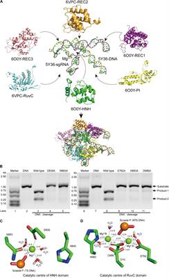 Active-Site Models of Streptococcus pyogenes Cas9 in DNA Cleavage State